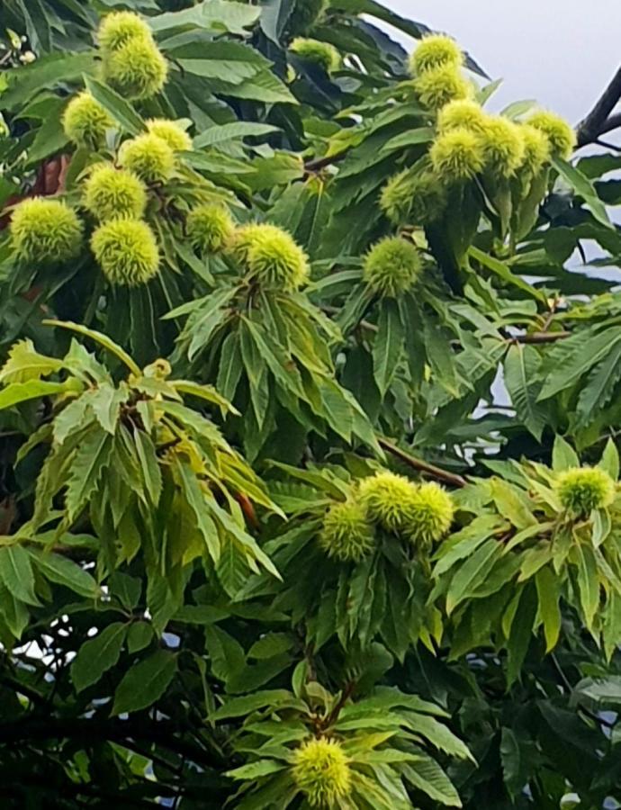 Mentera BarrueloCasamentera别墅 外观 照片